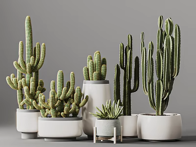 Various Types Of Cactus Potted Plants In White Ceramic Pots For Indoor 3d model