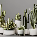 Various Types Of Cactus Potted Plants In White Ceramic Pots For Indoor