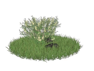 Small Green Plant With White Flowers Growing On Lush Grass With Black Stone 3d model