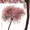 Beautiful Flowering Trees With Pink Blossoms In Spring Season View