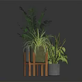Indoor Green Plants In Modern Gray And Light Green Pots On Wooden Stands