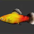 Yellow And Red Fish With Black Edged Fins Tail Against Gray Background And Reflection