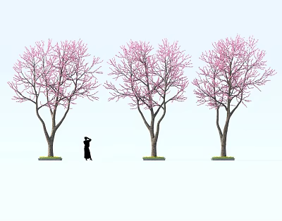 Delicious Cherry Blossom Themed Desserts Under Pink Flower Trees With Silhouette Person 3d model