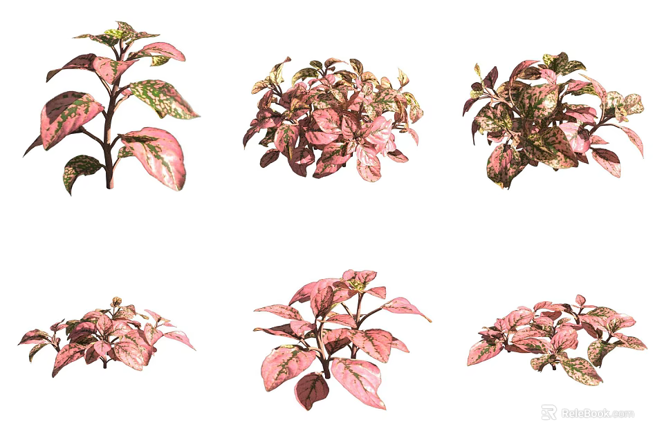 Bonsai Potted Plants with Pink and Green Variegated Leaves in Various Styles 3d model 
