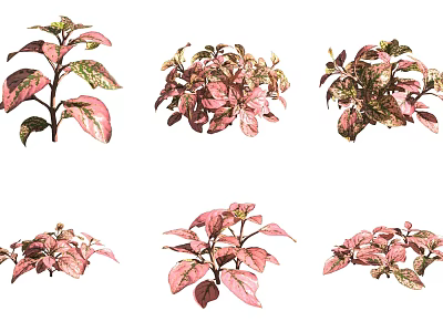 Bonsai Potted Plants with Pink and Green Variegated Leaves in Various Styles 3d model