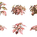Bonsai Potted Plants with Pink and Green Variegated Leaves in Various Styles
