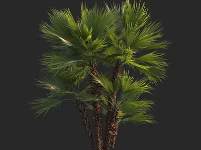Lush Tropical Palm Trees With Green Fronds And Brown Trunks 3d model