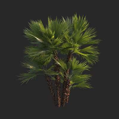 Lush Tropical Palm Trees With Green Fronds And Brown Trunks 3d model