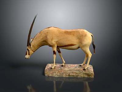 Light Brown Antelope Taxidermy Mounted Figure On Natural Stone Base 3d model
