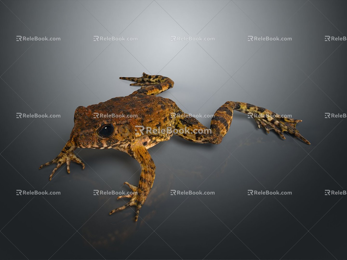 Frog Frog Frog Poison Frog Game Frog Reptile Cold Blooded Animal Reptile Reptile 3d model