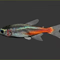 Small Silver Fish With Iridescent Scales And Bright Red Tail On Dark Background