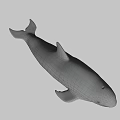 Cute Gray Dolphin Swimming Gracefully In Calm Water Environment