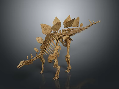 Stegosaurus Dinosaur Skeleton With Back Plates And Tail Spikes In Museum 3d model