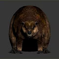 Realistic Beaver 3D Model With Brown Fur And Broad Black Tail On Gray Background 3d model