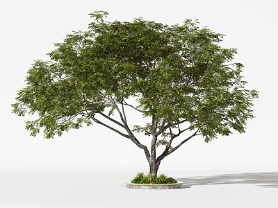 Lush Tree With Tall Trunk Spreading Branches And Green Foliage In Landscape Design 3d model