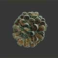 Pine cone plant game item 3d model
