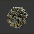 Pine cone plant game item 3d model