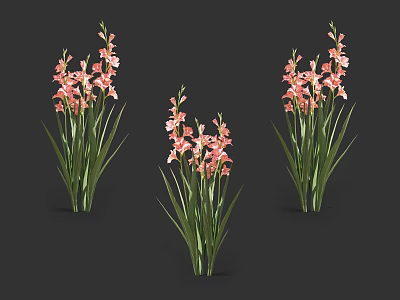 Pink Gladiolus Flowers With Green Long Leaves In Decorative Bouquets Arrangement 3d model