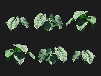 Green Large Leaf Plants in Various Shapes and Forms for Garden Decoration 3d model