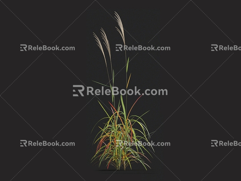 Purple awning barley grass miscanthus fescue giant awning China awning green grass weeds weeds withered grass 3d model