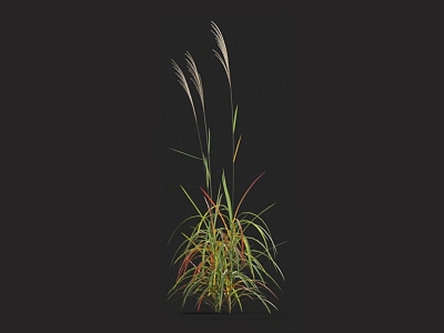 Purple awning barley grass miscanthus fescue giant awning China awning green grass weeds withered grass 3d model