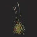 Purple awning barley grass miscanthus fescue giant awning China awning green grass weeds weeds withered grass 3d model