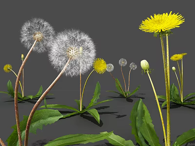 Fluffy Dandelions And Bright Yellow Flowers With Green Leaves In Bloom 3d model