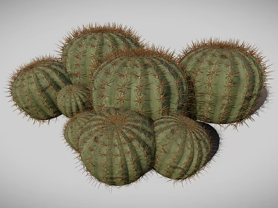 Group of Round Green Cacti with Sharp Spines on White Background 3d model