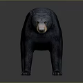 Detailed Black Bear 3D Model in Standing Pose with Realistic Fur Render 3d model