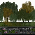 Green and Yellow Willow Trees by Pond with Water Lilies Bushes Flowers and Ducks