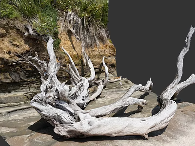Dead Trees On Coastal Rocky Shore With Driftwood And Natural Scenery 3d model