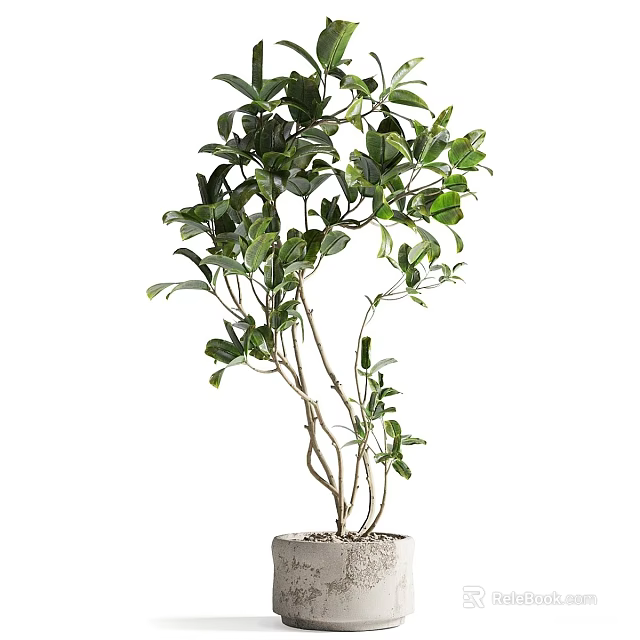 Bonsai Potted Plant With Green Leaves And Slender Branches In White Pot 3d model 