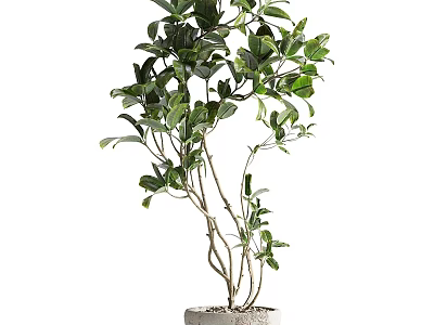 Bonsai Potted Plant With Green Leaves And Slender Branches In White Pot 3d model
