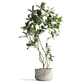 Bonsai Potted Plant With Green Leaves And Slender Branches In White Pot