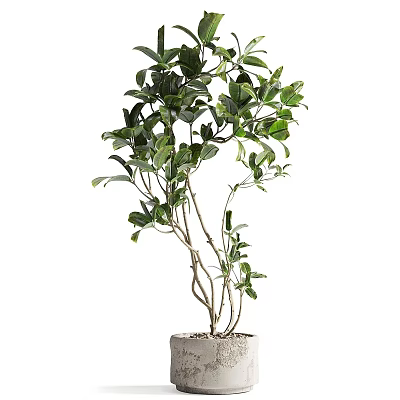 Bonsai Potted Plant With Green Leaves And Slender Branches In White Pot 3d model