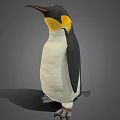 King Penguin With Black And White Feathers And Yellow Neck Standing On Gray Background