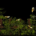 Lush Green Vines Growing On Wooden Fence With White Flowers And Blue Sky
