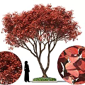 Ornamental Arbor With Lush Vibrant Red Leaves And Human Figure For Scale Decoration