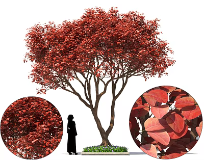 Ornamental Arbor With Lush Vibrant Red Leaves And Human Figure For Scale Decoration 3d model