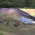 Vibrant Freshwater Fish With Iridescent Scales In Natural Habitat Near Grassland And Trees