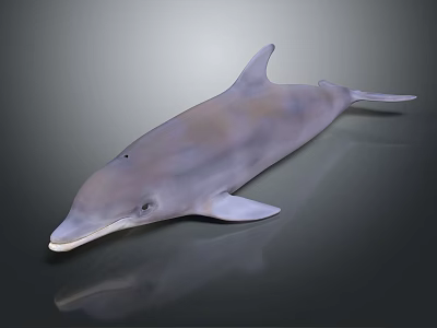 Realistic 3D Rendered Dolphin Model With Smooth Grayish Texture And Reflection 3d model