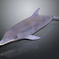 Realistic 3D Rendered Dolphin Model With Smooth Grayish Texture And Reflection