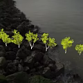 Tree White Birch Combination Plant Forest Scene Arbor 3d model