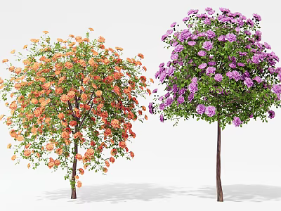Two Flowering Trees with Orange Red and Purple Blossoms in Full Bloom 3d model