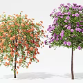 Two Flowering Trees with Orange Red and Purple Blossoms in Full Bloom