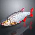 Silver Red Finned Fish With Shiny Body Yellow Eyes And Dark Background Reflection