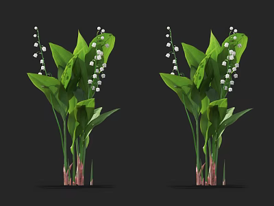 Lily of the Valley Plants With Green Leaves And White Bell Shaped Flowers 3d model