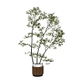 Bonsai Potted Plant With Thin Trunks And Green Leaves In Cylindrical Wooden Pot
