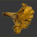 Vibrant Orange Yellow Edible Plant With Ruffled Edges On Gray Background