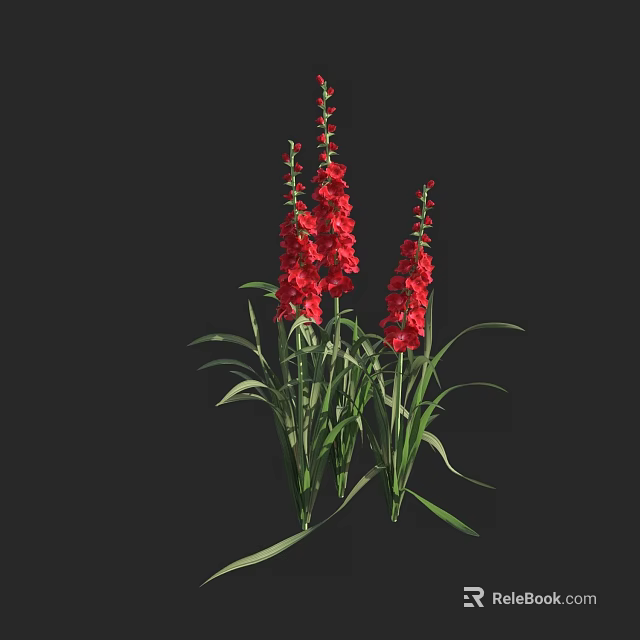 Red Gladiolus Flowers With Green Leaves Growing On Multiple Stems In Dark Background 3d model 